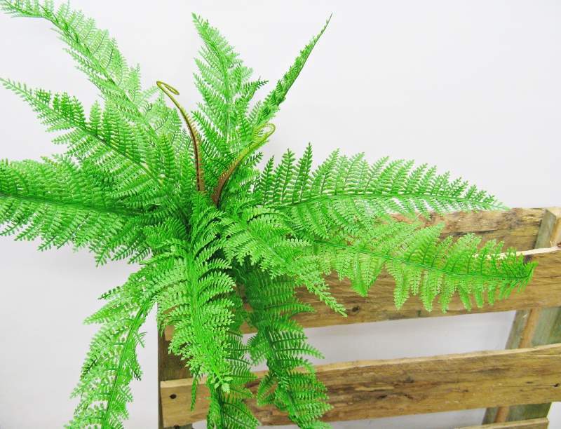 Kodėl papartis namuose yra blogas ženklas? Sužinokite!