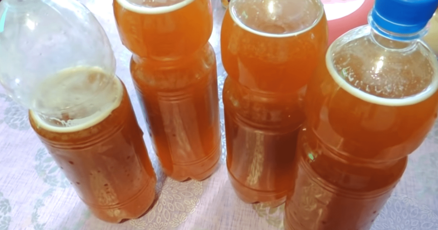 Cikorijų gira. Visų mėgiamas ir atgaivinantis gėrimas!