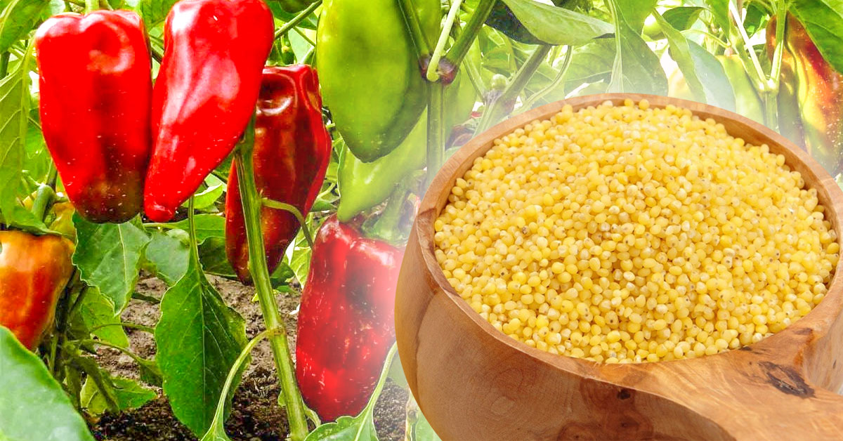 Sužinokite, kodėl naudinga daržoves tręšti soromis