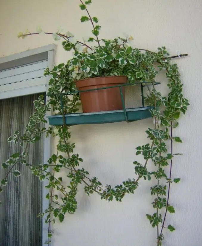 cimžieda
