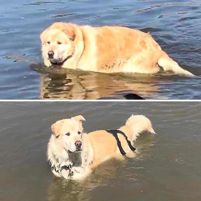 auksinį retriverį