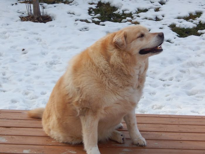 auksaspalvį retriverį