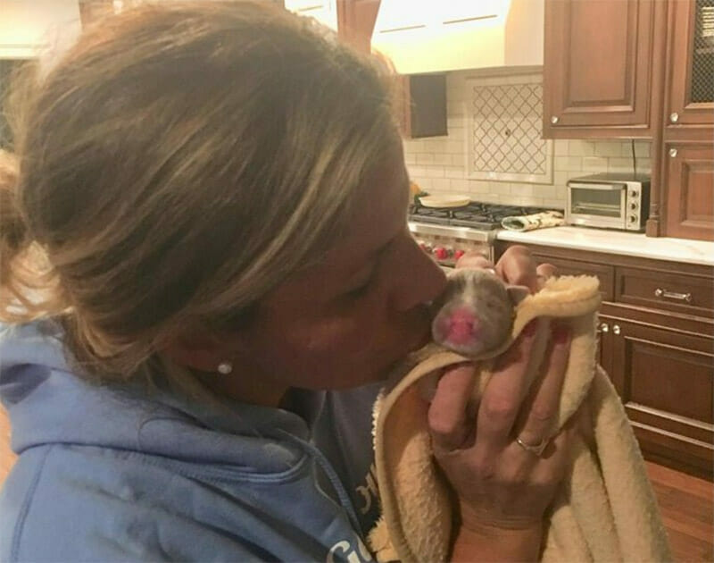 pitbulė