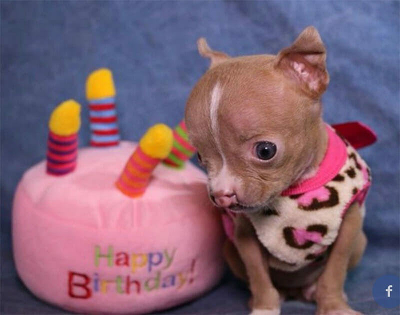 pitbulė