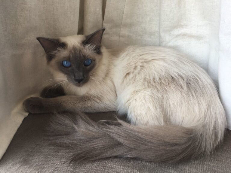 katino