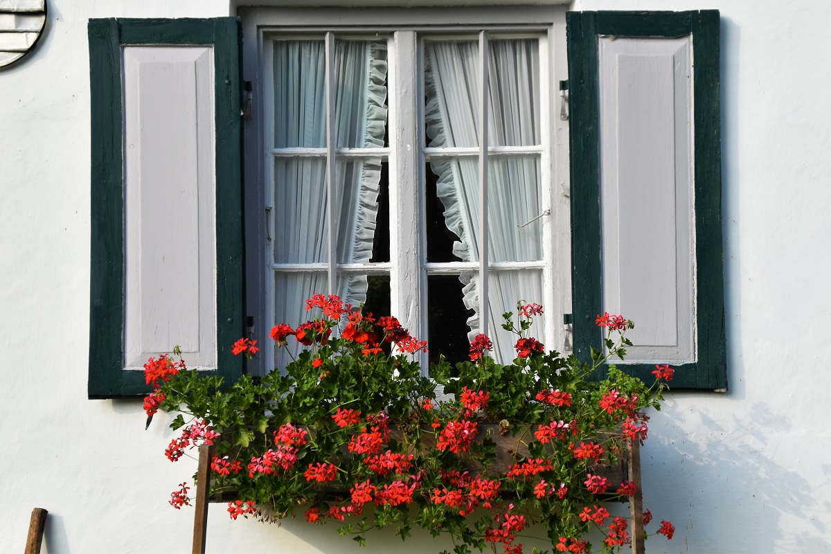 pelargonijas