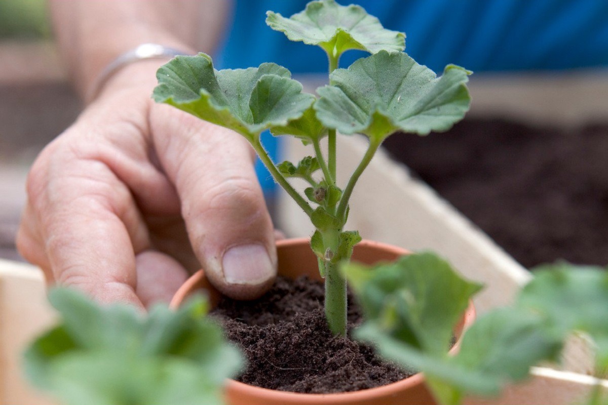 pelargonijas