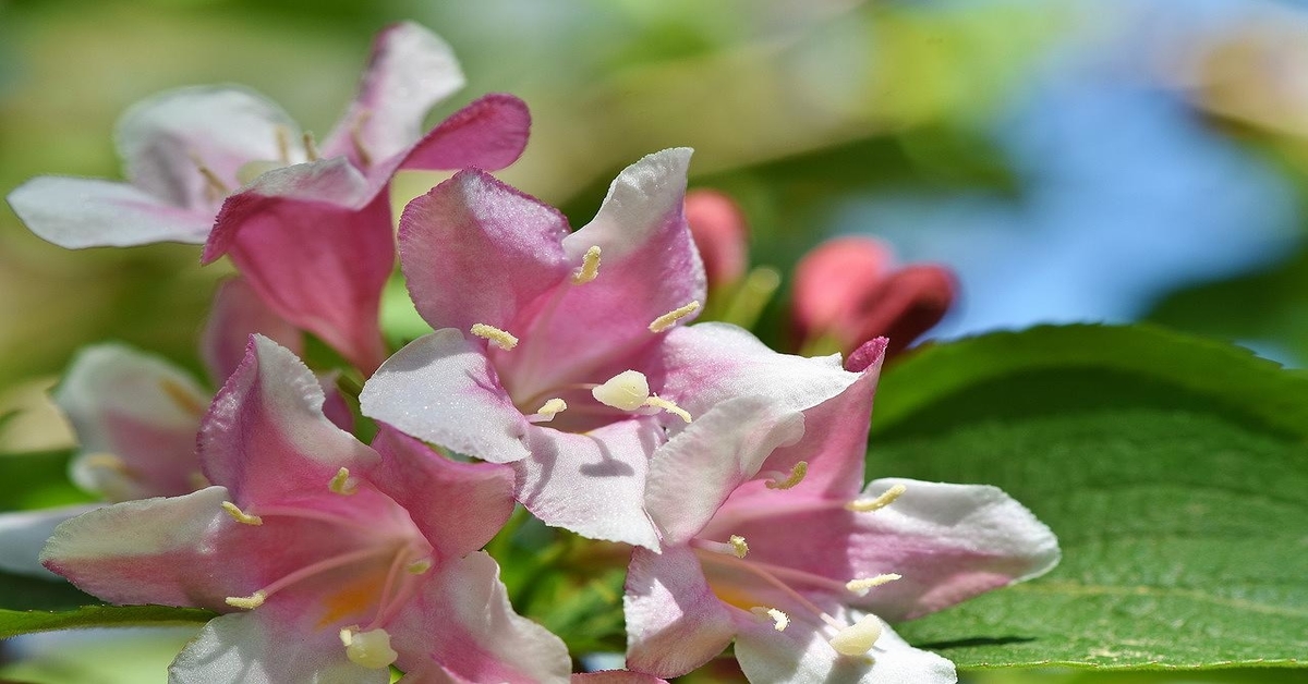 7 sėkmę nešantys kambariniai augalai. Būtinai juos auginkite!