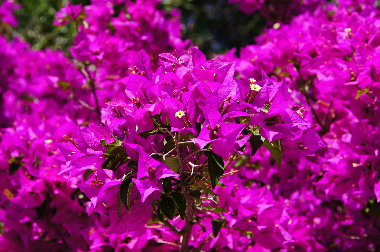 kambariniai augalai