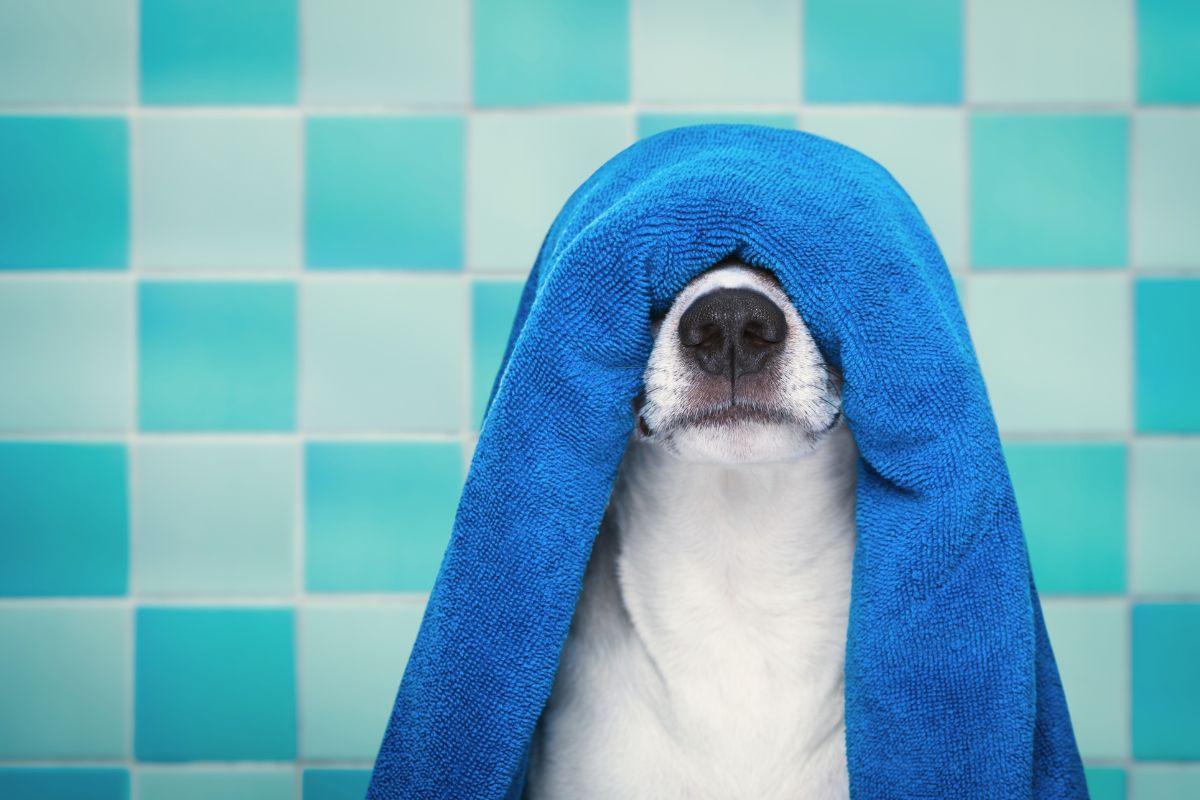 Kodėl šuo eina paskui šeimininką