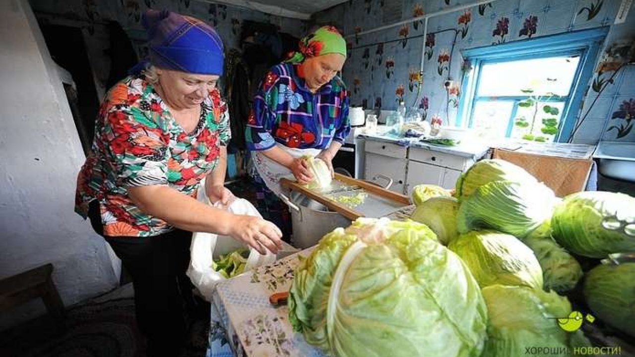 Teisingai rauginti kopūstai. Lengviausias <a style=