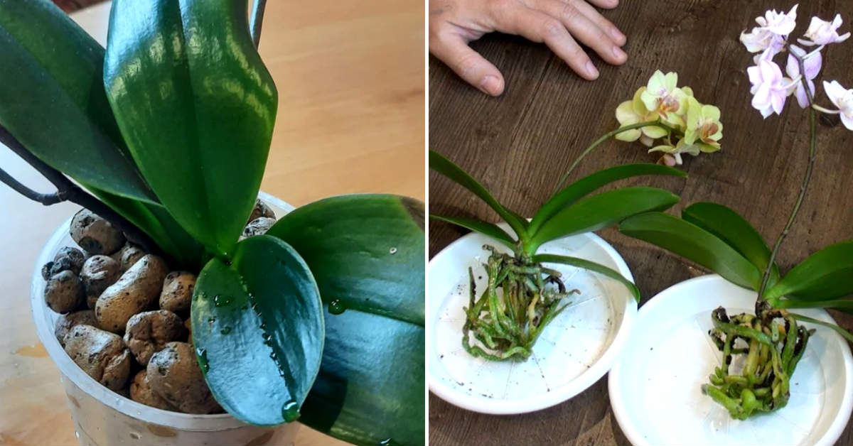 orchidėjos