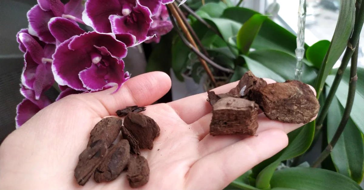 orchidėjos