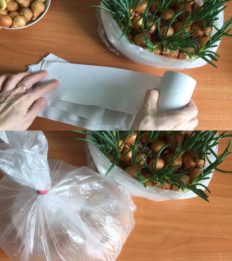 svogūnų