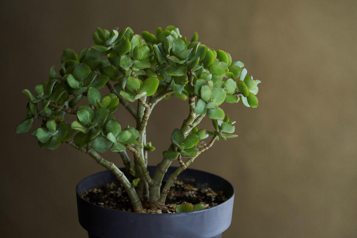 Pinigų medis: ne tik sėkmės simbolis, bet ir natūralus vaistas