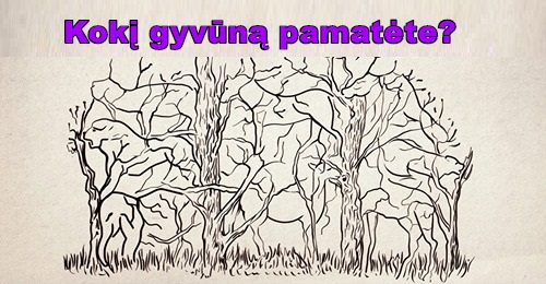 gyvūnas