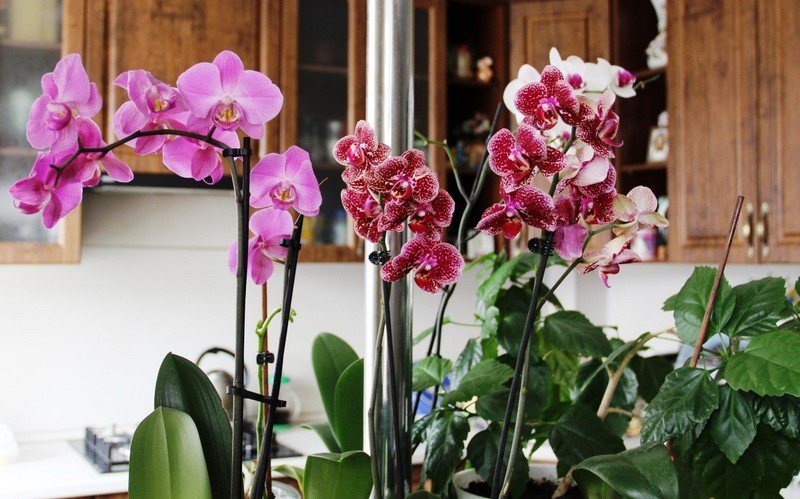 orchidėjų