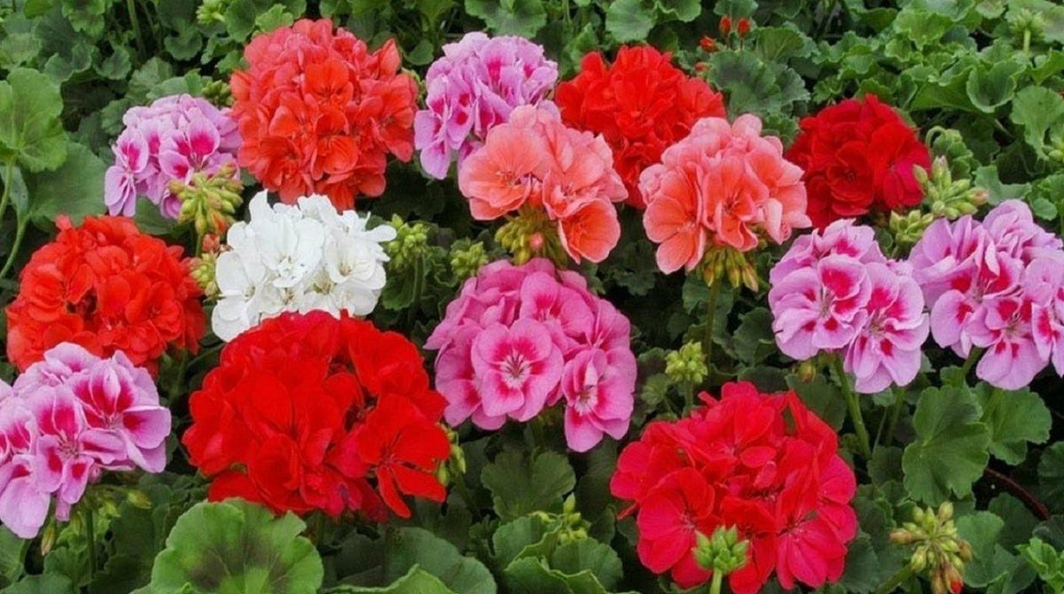 pelargonija