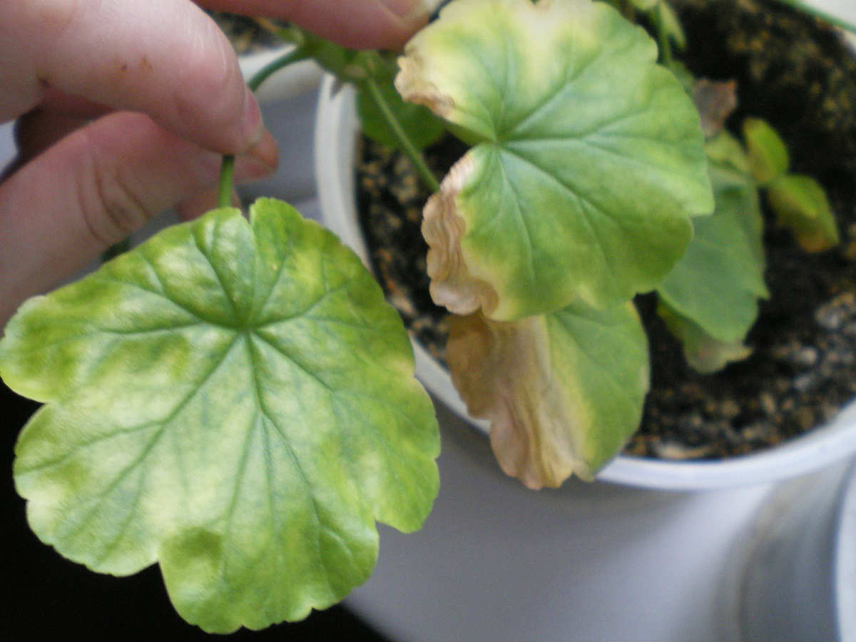 pelargonijos