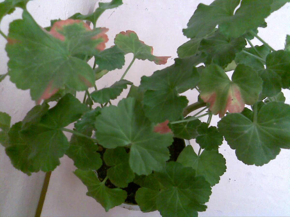 pelargonijos