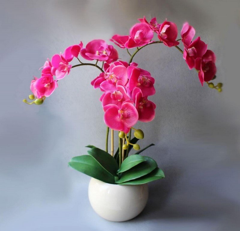 orchidėjų