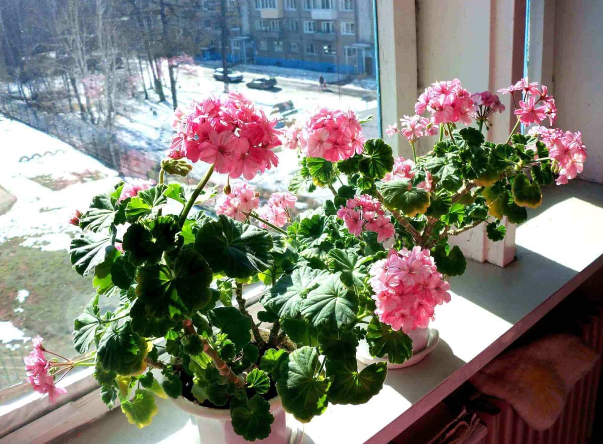 pelargonija