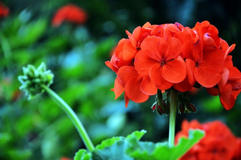 Pelargonijos