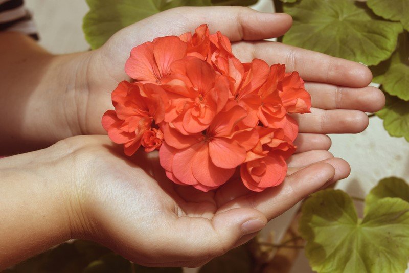 Pelargonijos