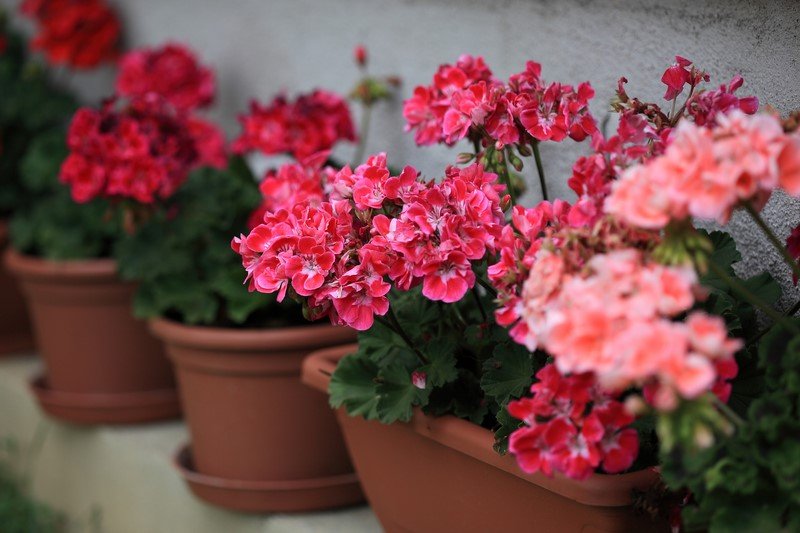 Pelargonijos