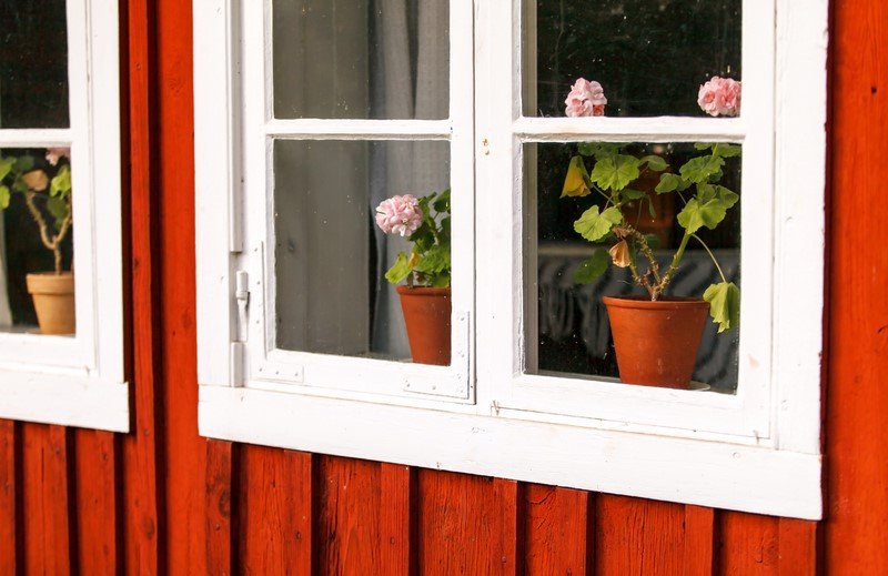 Pelargonijos