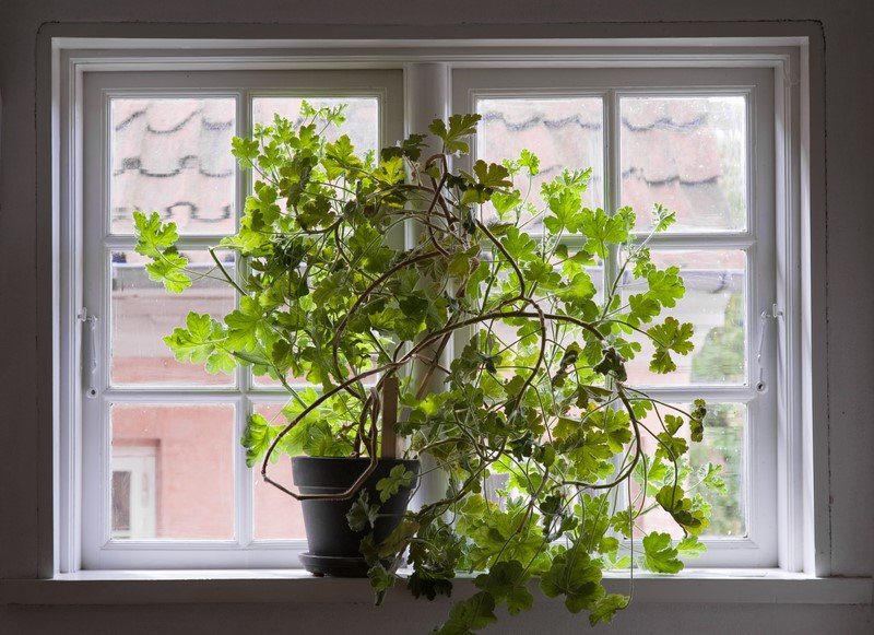 Pelargonijos