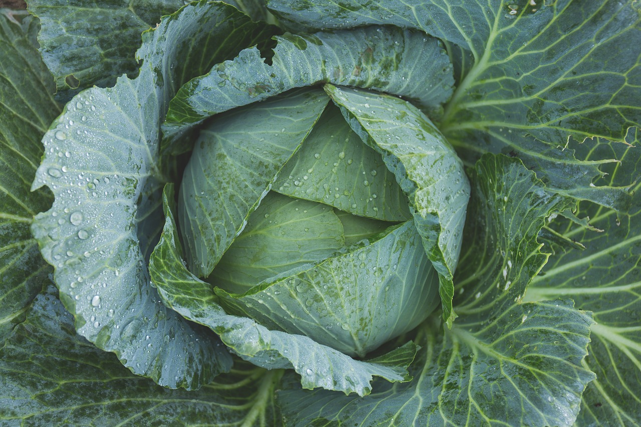 kopūstų