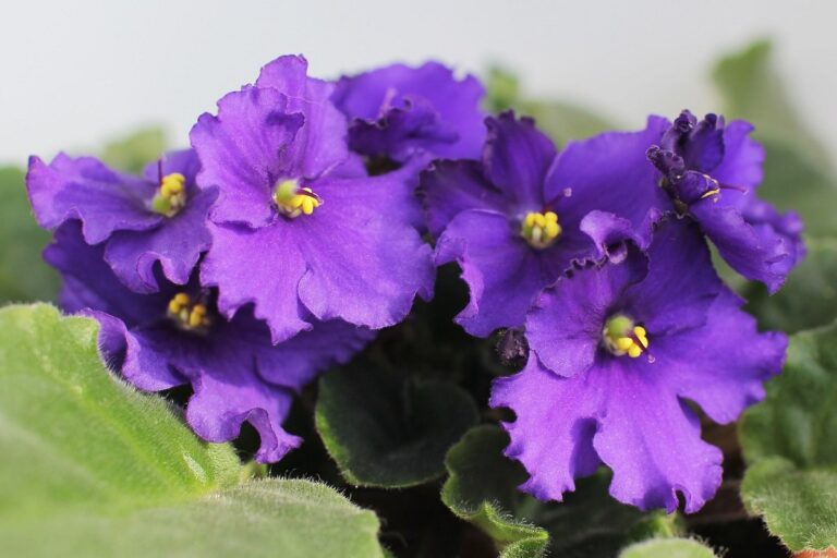 žibutės