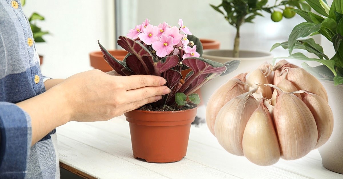 Kambarinės žibutės, kaip jas auginti ir prižiūrėti?