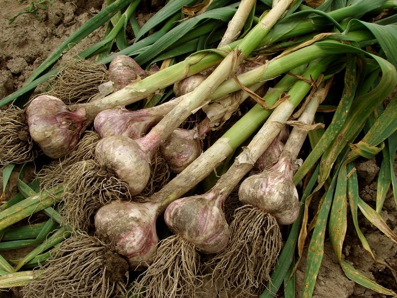 česnakus