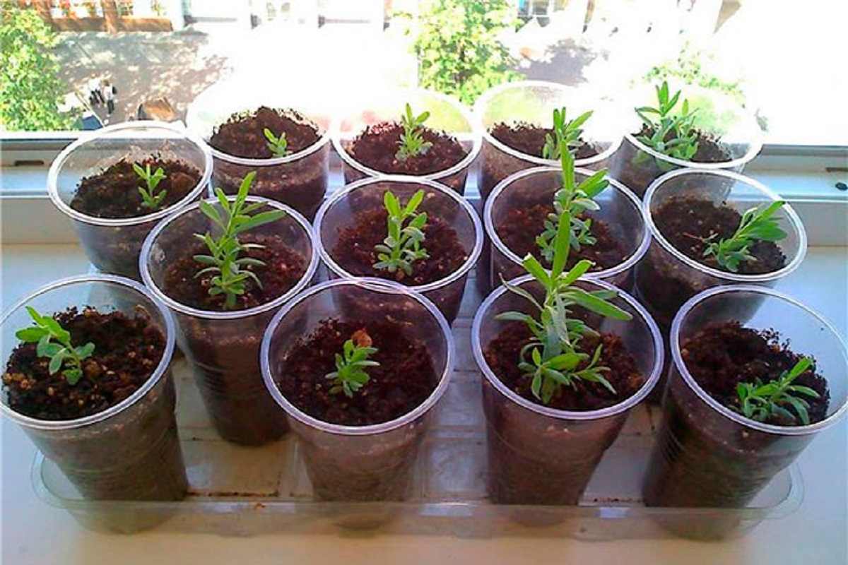 levandas