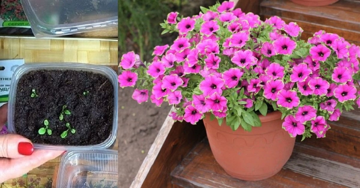 Tinkamas sėjimas garantuos gausų petunijų žydėjimą