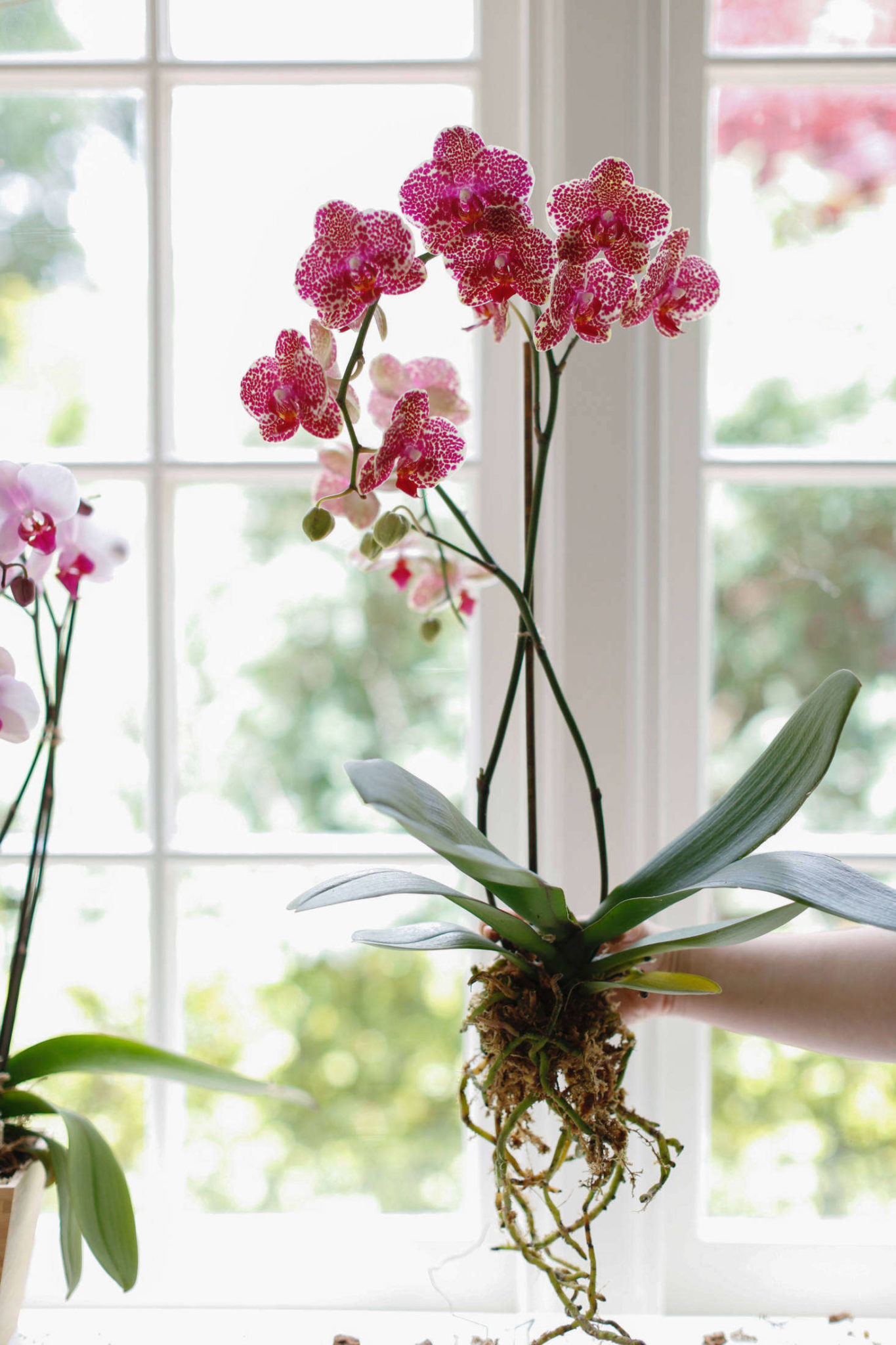orchidėjas