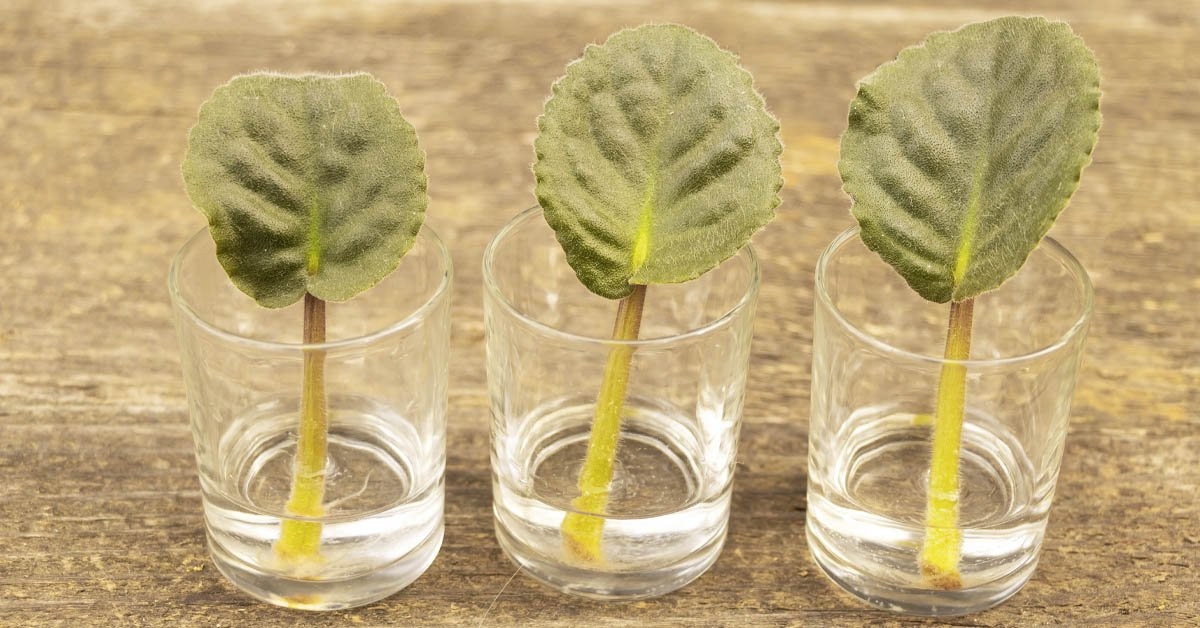 Našlaitės jūsų namuose. Kaip jas išauginti patiems?