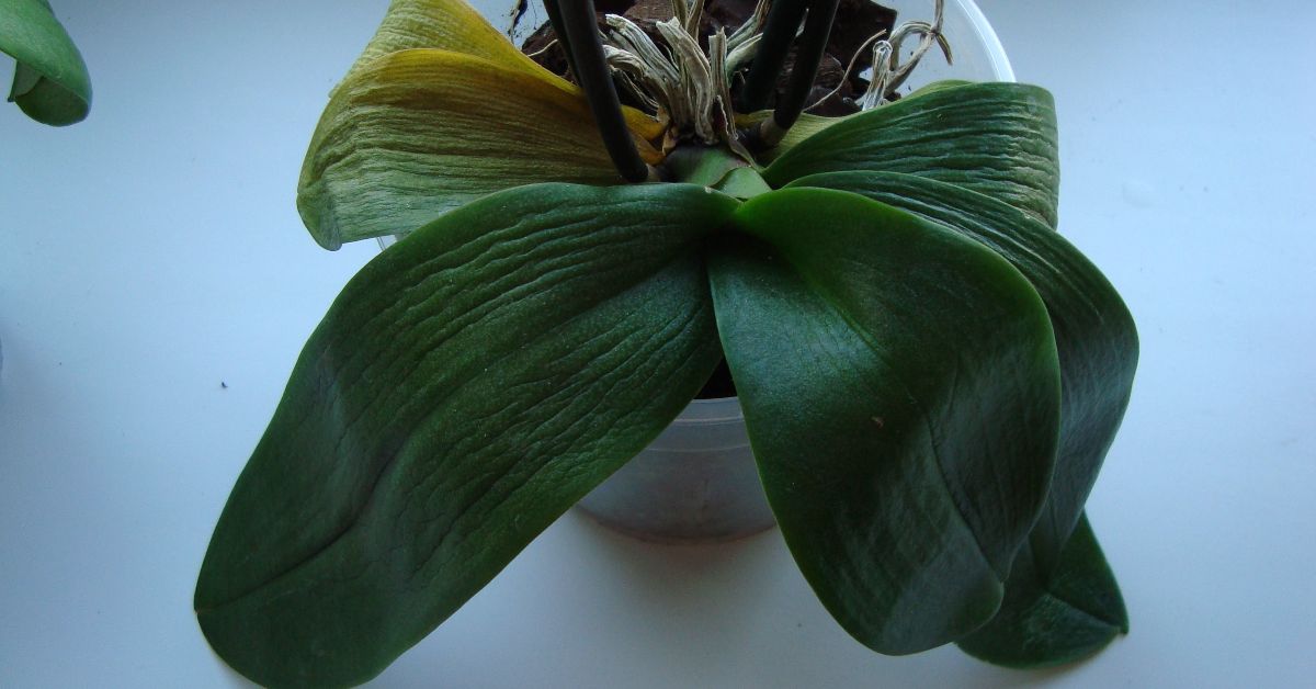 orchidėjų