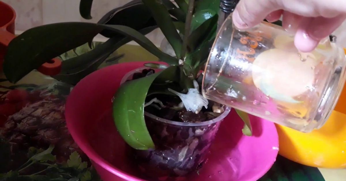 orchidėjų