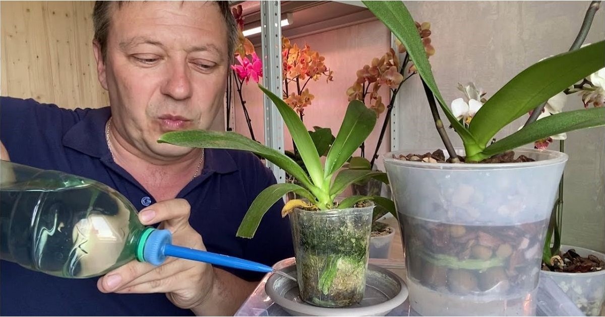 orchidėjų
