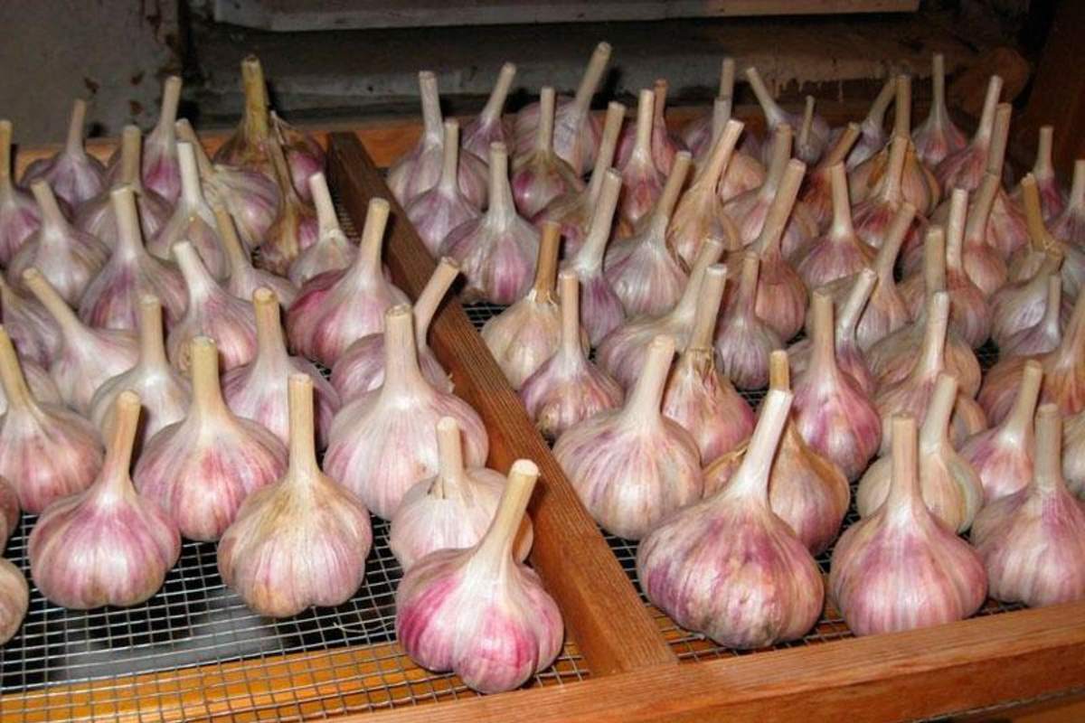 česnakai