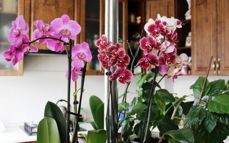 orchidėjų