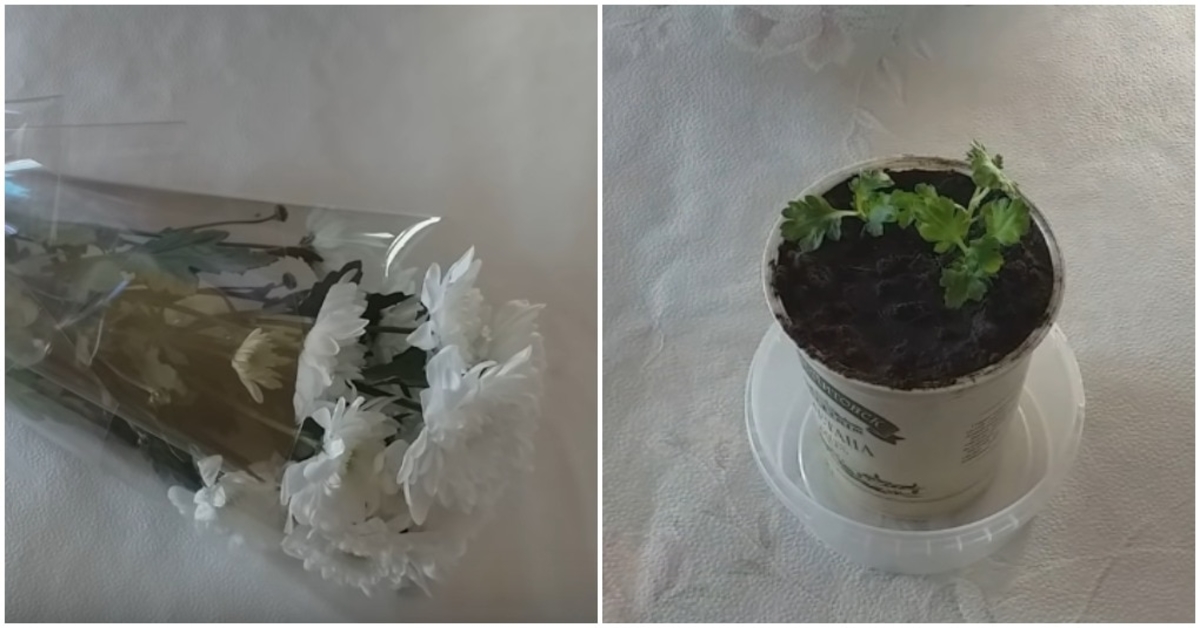 Kaip sudaiginti chrizantemų puokštę, kad iš jos išaugtų gėlės krūmas?