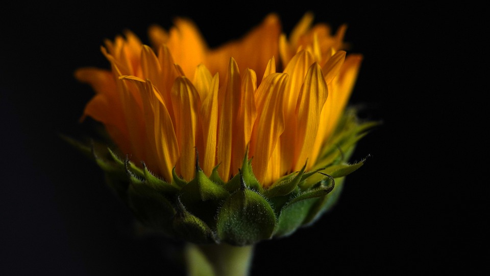 pavojingais