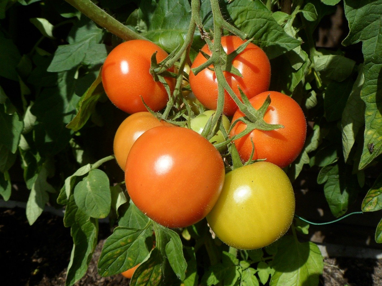 Konservuoti pomidorai