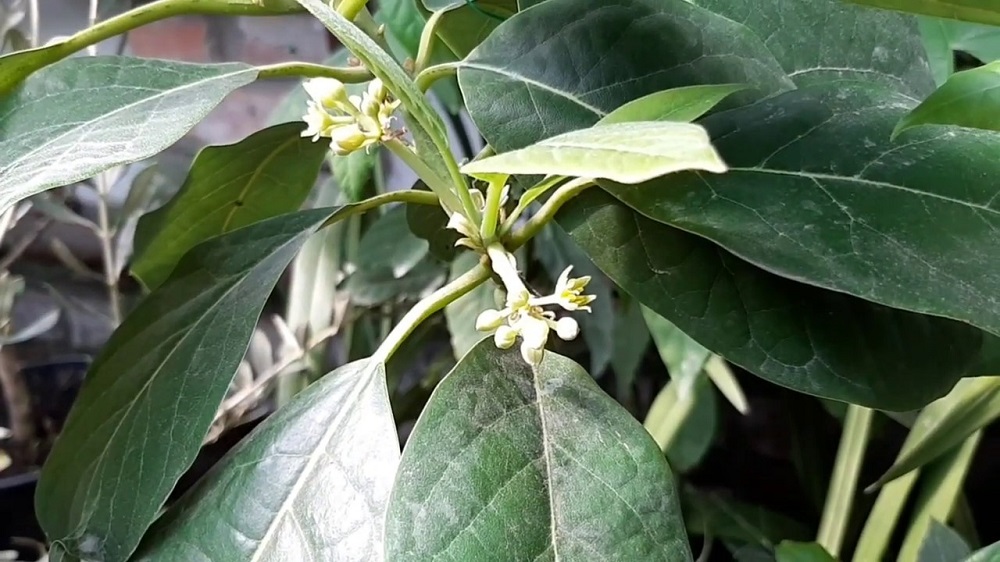 Avokado