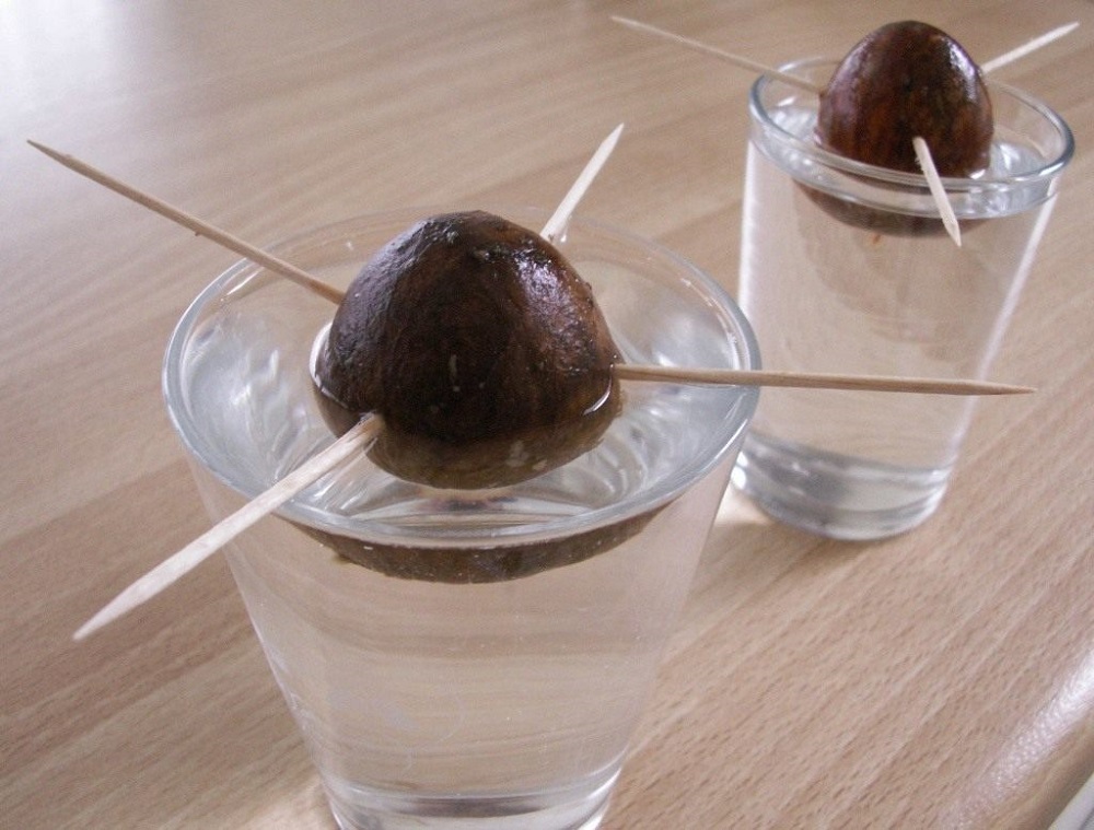 Avokado