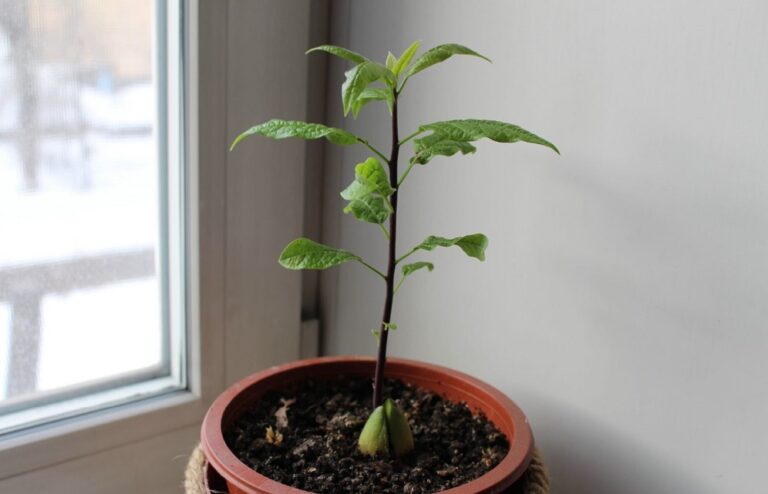Avokado